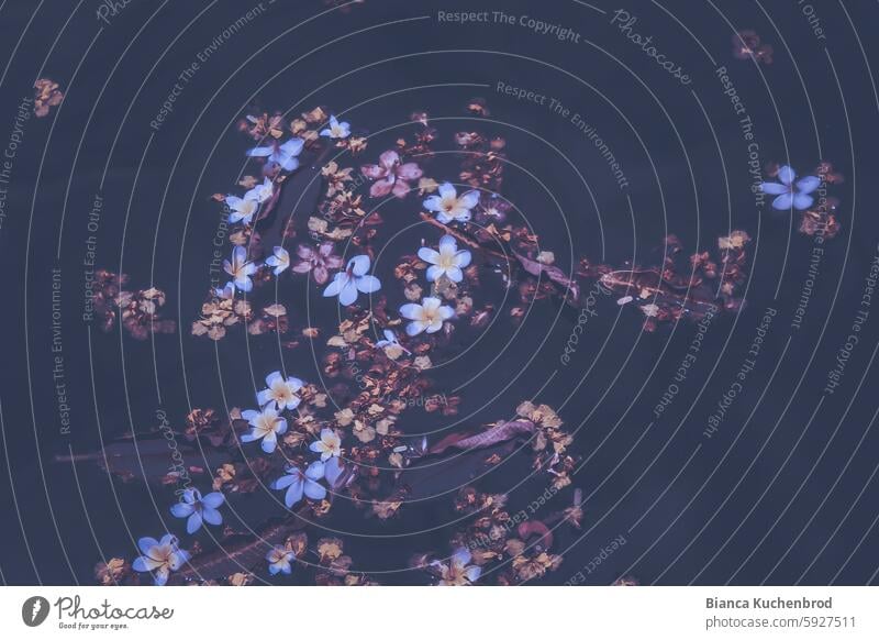 Frangipani-Blüten schwimmen dekorativ auf einem Fluss in Vietnam Pflanzen Blumen Natur Farbfoto Blumen und Pflanzen Sommer Blühend Außenaufnahme Umwelt schön