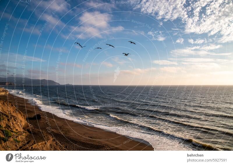 frei Landschaft Strand Wellen Wasser fantastisch Meer Küste USA Amerika Ferien & Urlaub & Reisen Ferne Freiheit Kalifornien San Francisco Vögel Pelikan