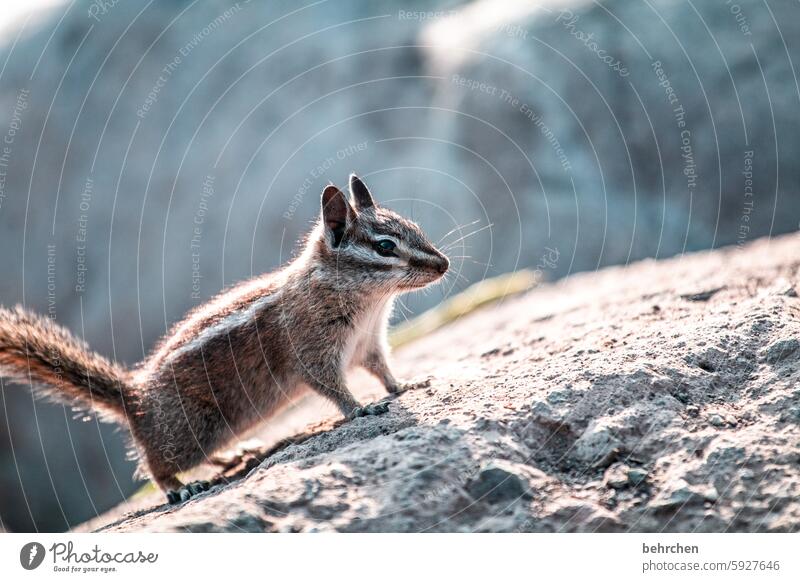 hörnchen neugierig Amerika USA Tiergesicht Ferne lustig wild Nagetiere Wildtier Freiheit Abenteuer außergewöhnlich niedlich Fernweh frech Neugier klein