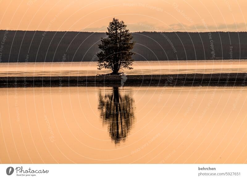 zwei von einem Wyoming stille Wasser See Spiegelung Baum Yellowstone lake Yellowstone Nationalpark Sonnenaufgang Sonnenlicht Dämmerung Farbfoto Fernweh