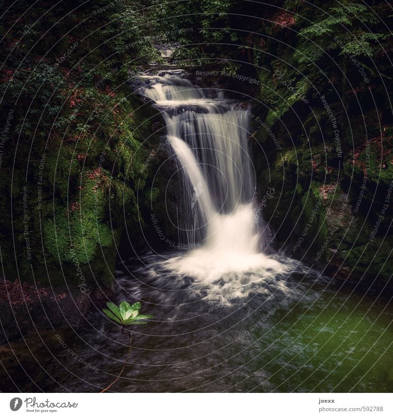 Stilles Rauschen Natur Wasser Baum Wald Wasserfall schön weich grün schwarz weiß Idylle ruhig Farbfoto Gedeckte Farben Außenaufnahme Menschenleer Tag