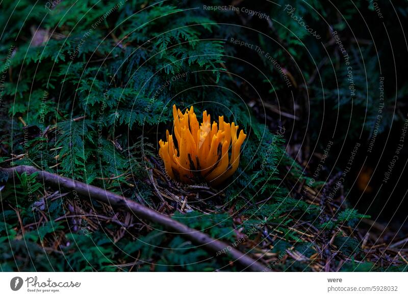 Gelbe Fruchtkörper eines gelben Hirschhorns leuchten im Moos auf dem Waldboden Eingeweideschnecke (Calocera viscosa) Dacrymycetaceae moosbedeckt Bäume