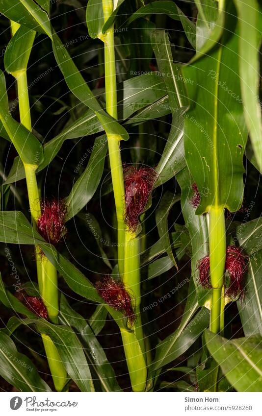 Maiskolben eines Maisfeldes Landwirtschaft Biogas Biogasanlage Nutzpflanze grün Blätter Biomasse Wachstum Ackerbau Nutzwert Feld Pflanze lila Futtermais