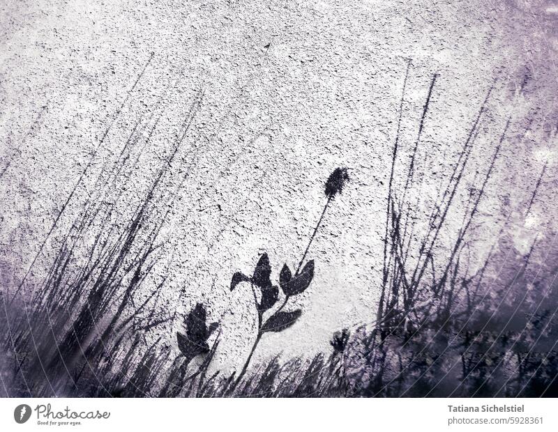 Schattenbild Pflanze mit Gras auf Asphalt Schattenspiel Licht und Schattenspiel Schattenwurf Strukturen & Formen Silhouette natürliches Licht Licht & Schatten