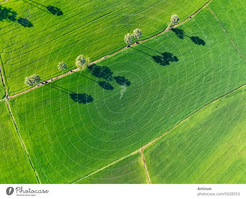 Luftaufnahme eines üppigen grünen Reisfelds mit Zuckerpalmen. Nachhaltige Landwirtschaft Landschaft. Nachhaltiger Reisanbau. Reisanbau. Grüne Landschaft. Ökologischer Landbau. Nachhaltige Landnutzung.