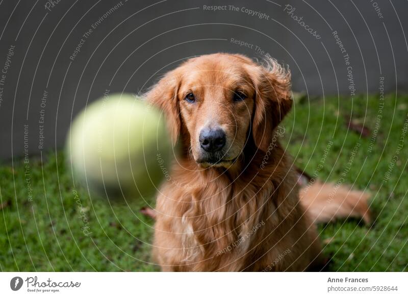 ein Hund, der darauf wartet, einen Tennisball in der Luft zu fangen Golden Retriever Hundetrick im Freien Spielzeit Garten Morgen natürliches Licht Fokus