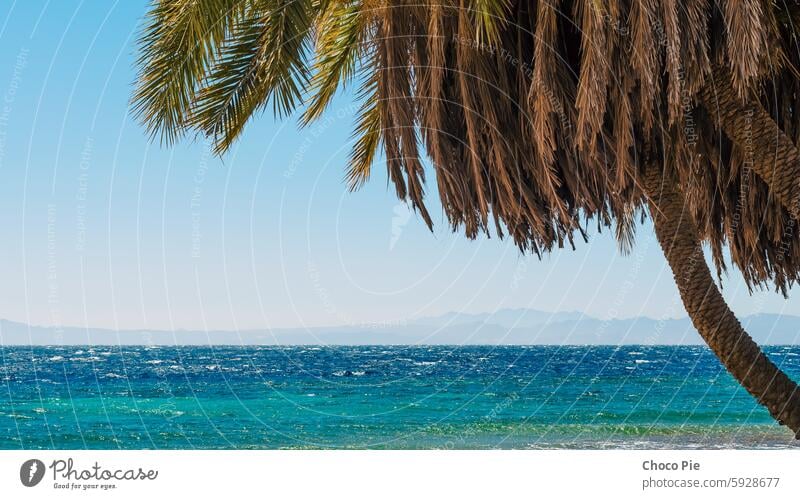 Palmen am Meer vor der Kulisse der Berge in Ägypten Dahab Süd-Sinai Rotes Meer Strand blau Blauwasser Niederlassungen klarer Tag Küste exotisch grün erwärmen