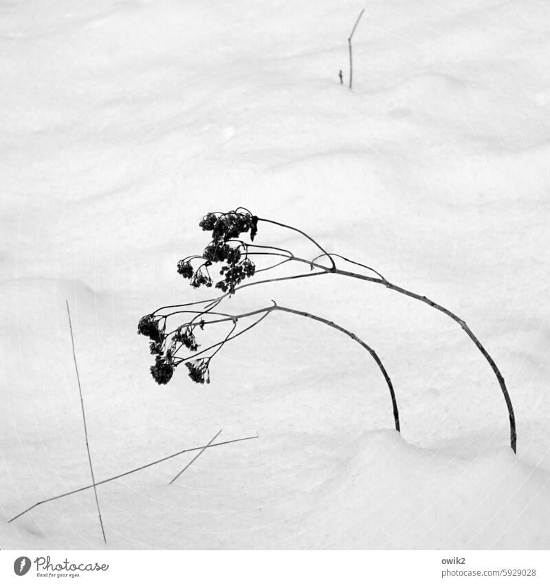 Weggefährten Winter Halme Pflanze Wind gebeugt Demutsgeste nachgeben biegsam Flexibilität Schwarzweißfoto Menschenleer Natur Außenaufnahme Umwelt Schnee