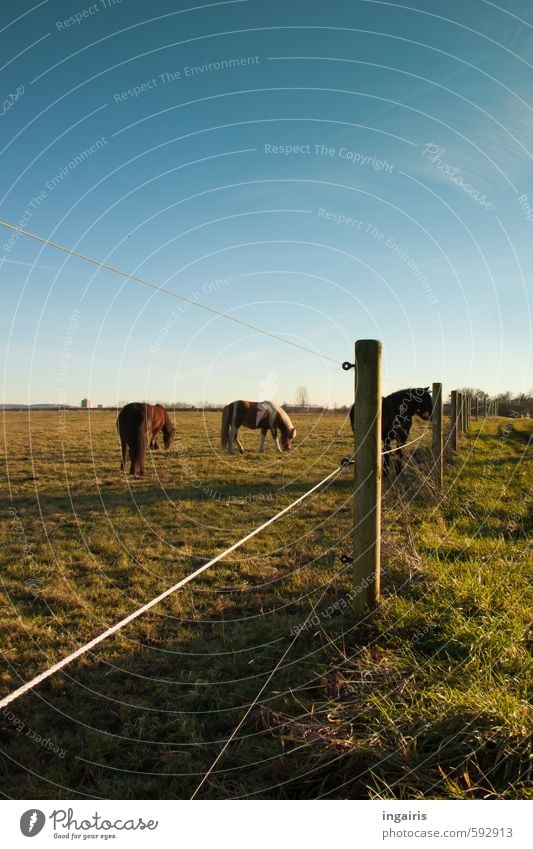 Weitblick Natur Landschaft Himmel Wolkenloser Himmel Horizont Schönes Wetter Gras Wiese Weide Tier Pferd Island Ponys 3 Herde Pfosten Zaun Zaunpfahl Drahtzaun