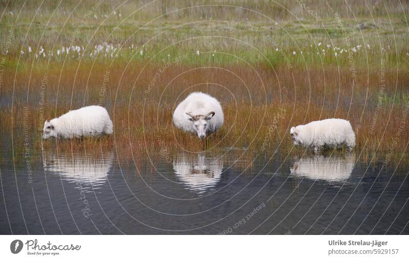 Island | drei weidende Schafe im Wasser mit Spiegelung Weide Nutztier Tier Schafswolle Wolle Reflexion & Spiegelung Gras Grasland Tiergruppe Wiese Nutztiere