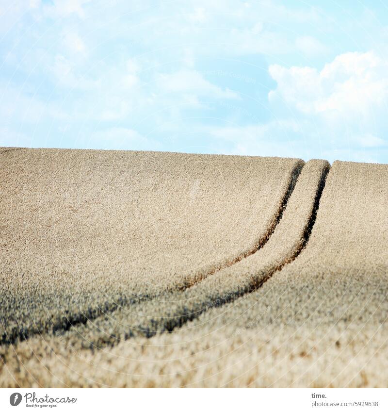 Getreidehügel mit zwei Fahrschneisen Getreidefeld Landwirtschaft Acker hügelig Hügel Himmel Wolken Schneisen Treckerspur Schatten wellig dynamisch grafisch