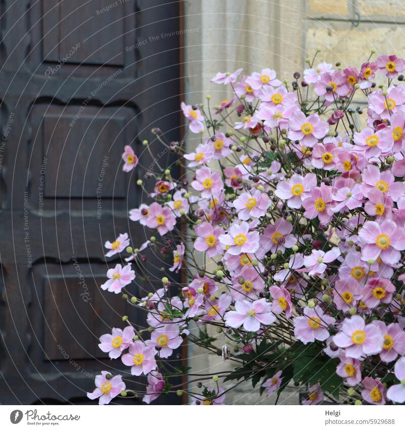 blühende Herbstanemone vor einem alten Gebäude mit Mauer und Holztür China-Anemone September Charme Blüte Blume hellviolettrosa Spätsommer Wand Tür Nahaufnahme