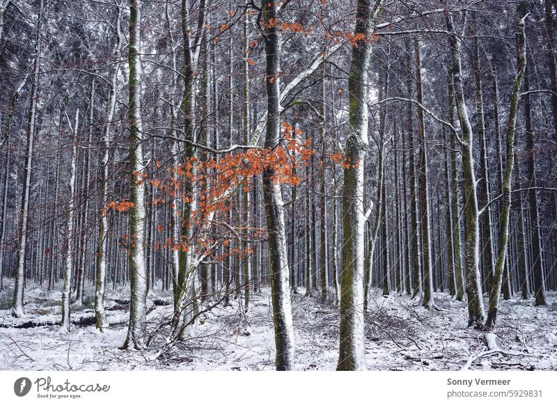 Winterwunderland in den belgischen Ardennen in der Nähe von Manhay. Schöne weiße Bäume. Hintergrund schön Schönheit Belgier Belgien belgische landschaft kalt