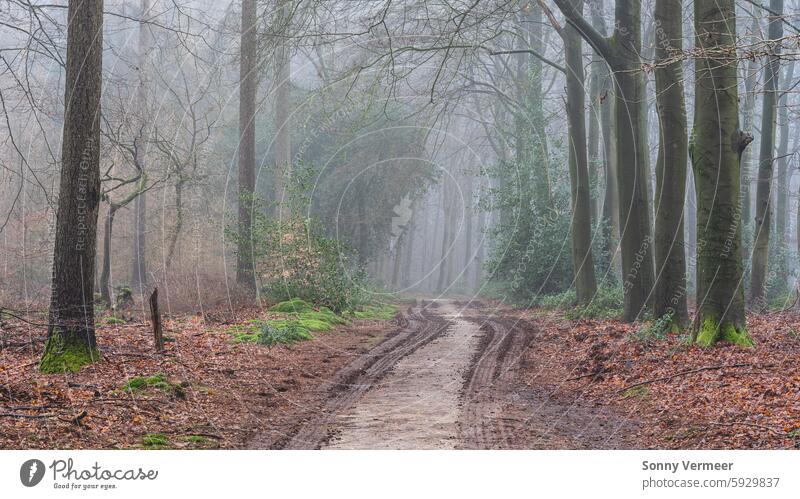 Nebliger Tag im Wald in den Niederlanden, Speulderbos Veluwe. Herbst Herbstlandschaft Hintergrund schön farbenfroh holländisch Umwelt fallen Nebel Fußweg