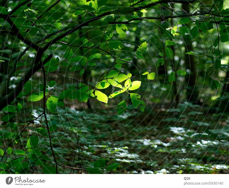 Ein Licht Blatt Blätter Wald Sonnenlicht durchflutet Schönes Wetter Pflanze Idylle Sommer Frühling grün Baum Äste Natur Waldstimmung Bäume schön Kontrast