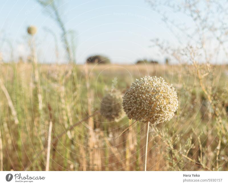 Feld im Sommer. Sonnenlicht Ackerbau Land der Felder Landschaft Melancholie orange ruhen gelb Bereiche Natur Außenaufnahme Schönes Wetter Farbfoto