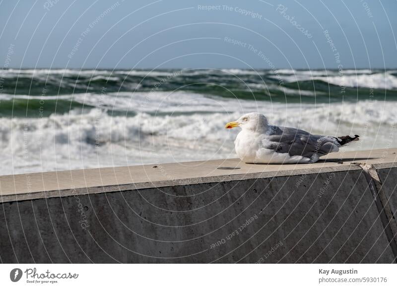 Ruhende Möwe Vogel Himmel blau Nordsee Strand Wasser Natur Sommer Meer Küste Tier Silbermöwe Möwenvogel Dünung Wellengang Nordseeküste Möwen Fotografie