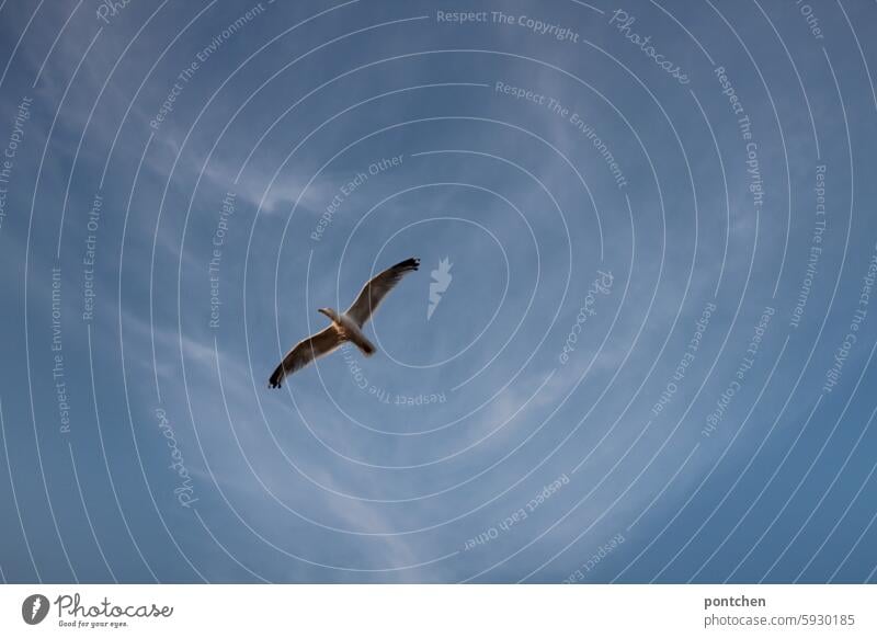 eine möwe fliegt am blauen himmel. freiheit vogel fliegen höhe wolken Flügel Tier Außenaufnahme Möwe Luft Wildtier