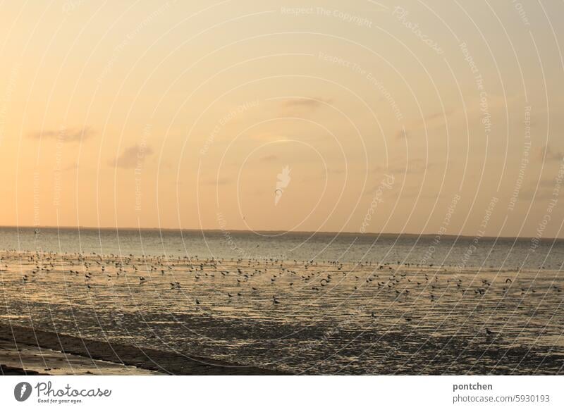 möwen bei sonnenuntergang im watt. abendhimmel Wattenmeer nordsee Nordseeküste Ebbe Horizont Ferien & Urlaub & Reisen Schlick ebbe und flut Wasser nass Erholung