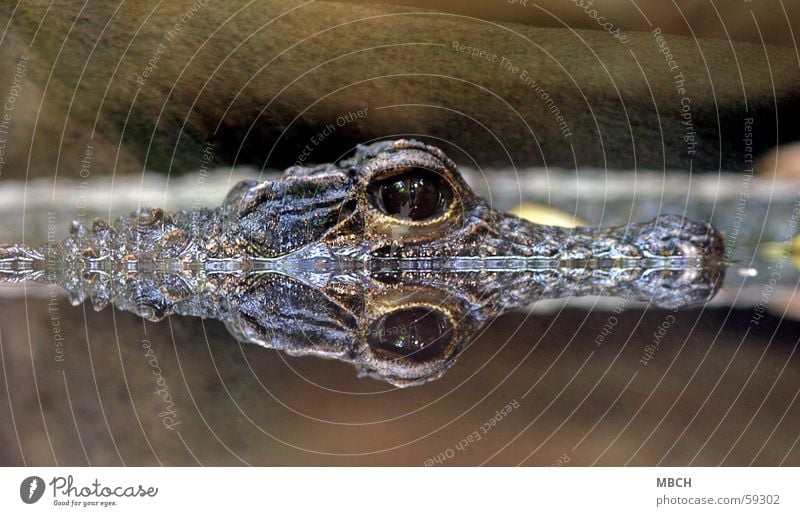 Doppelt Krokodil Wasseroberfläche Pupille Reflexion & Spiegelung Tier Wasserspiegelung Spiegelbild Auge Blick in die Kamera Tiergesicht Tierporträt