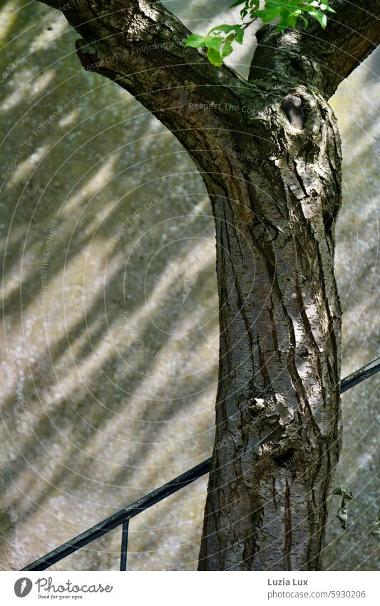 Zum Schluss: Schatten, Schwung, alte Rinde und frisches Grün. das letzte Bild Baum Baumstamm form anmutig Risse grün grüne Blätter Natur Geländer Wachstum Licht