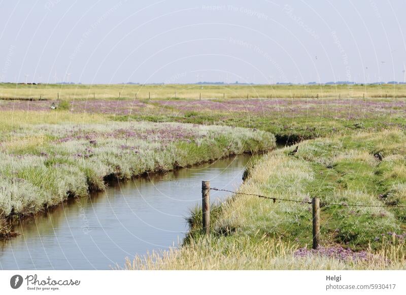 ein Priel in den blühenden Salzwiesen auf Hallig Gröde Wasser Wasserlauf Sommer Strandflieder Halligflieder wachsen Blüte Himmel Zaunpfahl Meerlavendel