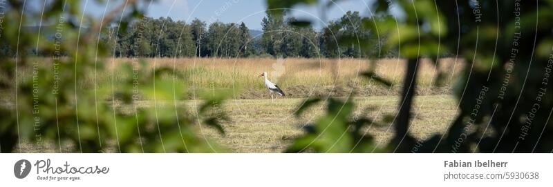 Weißstorch auf einem Feld Storch Storchennest Raisting Deutschland