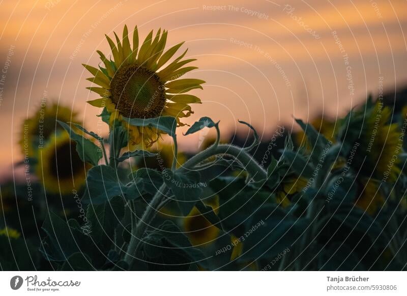 Sonnenblume im Abendlicht Sonnenblumenfeld Sonnenuntergang Sommer Feld am Abend Nutzpflanze Landschaft Rohstoff Ackerbau Feldwirtschaft Ölgewinnung