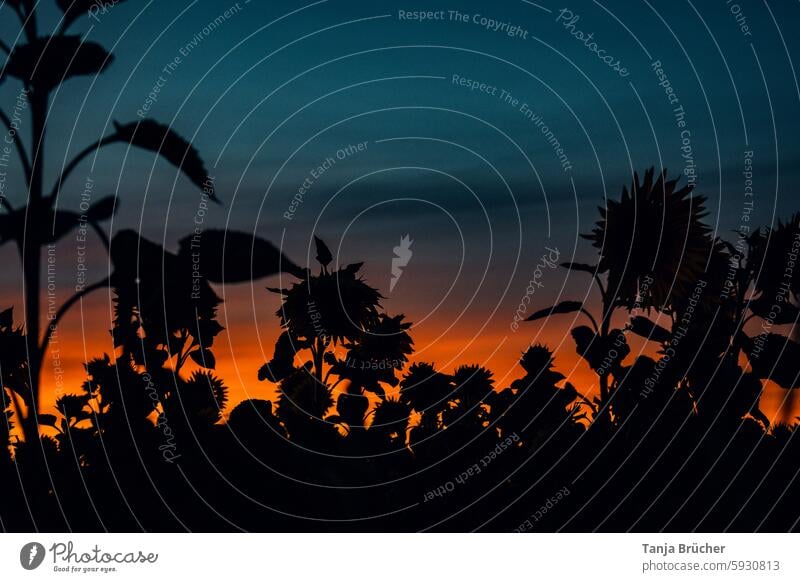 Silhouette eines Sonnenblumenfeldes bei Sonnenuntergang Sommer Feld am Abend Nutzpflanze Landschaft Rohstoff Ackerbau Feldwirtschaft Ölgewinnung Sonnenblumenöl