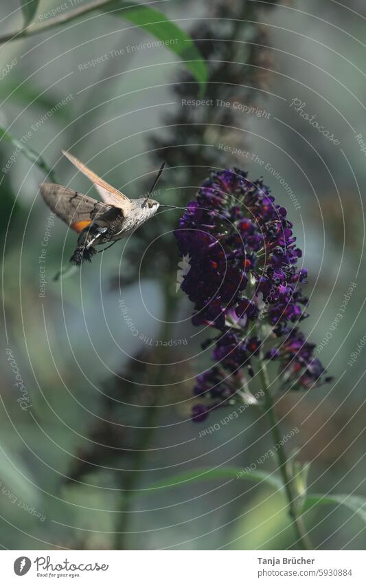 Taubenschwänzchen sucht Nektar Flügelschlag Schmetterling Macroglossum stellatarum Insekt fliegen Schwirrflug Saugrüssel Karpfenschwanz Wanderfalter