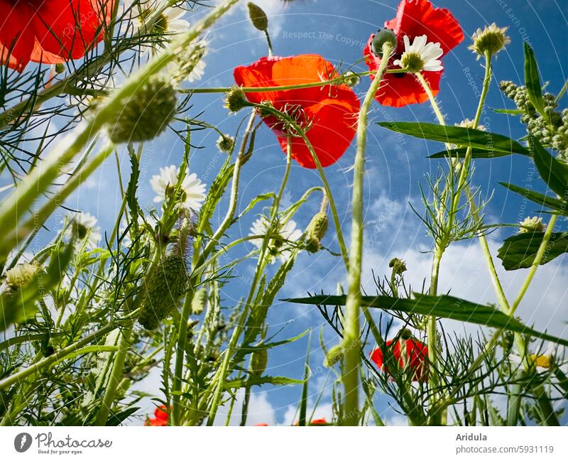 Blumenwiese | Mohnblumen und Hundskamille vor blauem Himmel rot Blüten Wiese Sommer Wildpflanze Landschaft Pflanze Mohnblüte Froschperspektive Feld Wolken