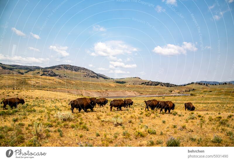 tierisch imposant besonders beeindruckend Wildnis Fernweh Natur Bison Tierschutz Tierliebe fantastisch außergewöhnlich Ferne Freiheit Ferien & Urlaub & Reisen