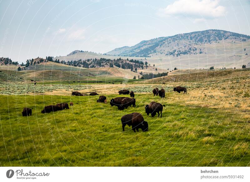 tiergeschichten Hinweisschild Warnung besonders Wildnis Bison USA Amerika Yellowstone Nationalpark Wyoming Achtung Schilder & Markierungen Verkehrsschild