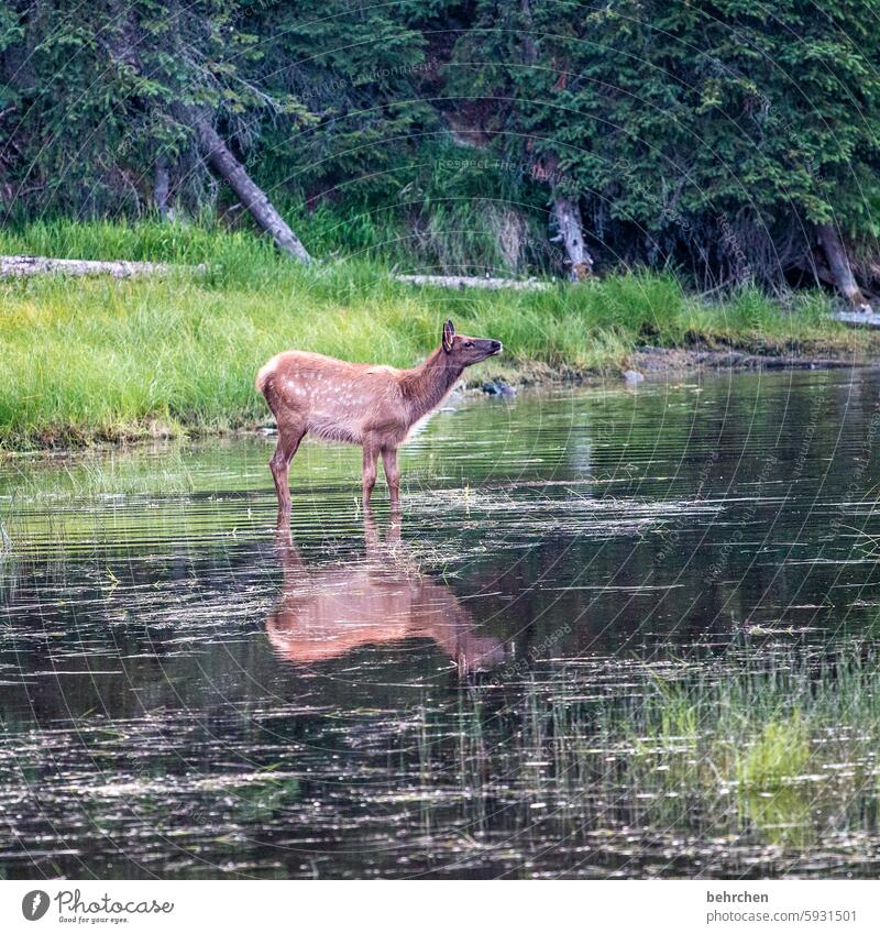 wassertier klein niedlich Landschaft Natur Tierjunges wapiti Tierliebe Tierschutz Wyoming stille Wasser See Baum Spiegelung Yellowstone lake