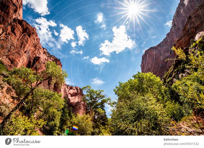 sterngeschichten beeindruckend Felswand Stein rot Utah Zion National Park Natur Ferien & Urlaub & Reisen Felsen Himmel Licht Sonnenstern Sonnenlicht