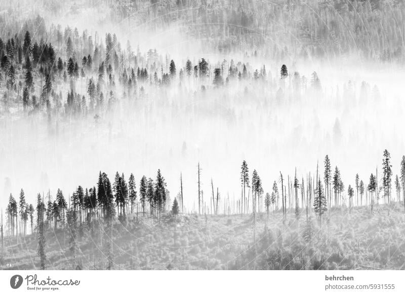 ein tag in schwarz weiß Landschaft mystisch reisen Märchenwald Märchenhaft yosemite Yosemite NP Kalifornien Amerika USA geheimnisvoll schön Wald Baum stille