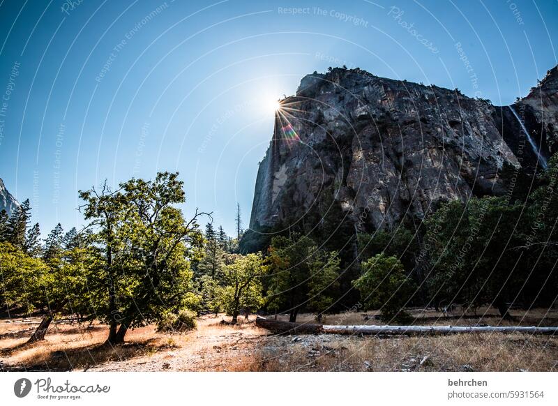 lichtblick Bäume Schatten USA Amerika Kalifornien Yosemite NP yosemite reisen Landschaft Berge u. Gebirge Sonne Sonnenlicht Sonnenstern hell und dunkel Licht