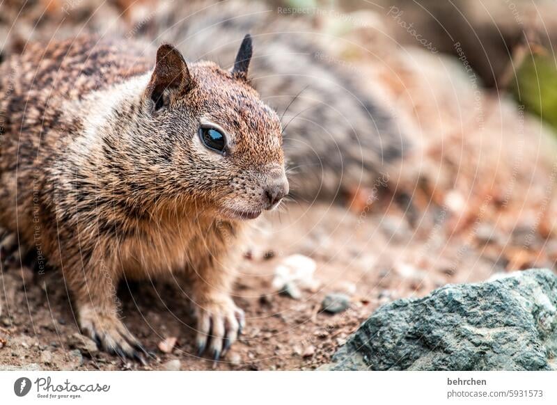 kuscheltier Nagetier Erdhörnchen Tierschutz Tierliebe beobachten Farbfoto Tierporträt Nahaufnahme Detailaufnahme klein Neugier fantastisch frech Fernweh