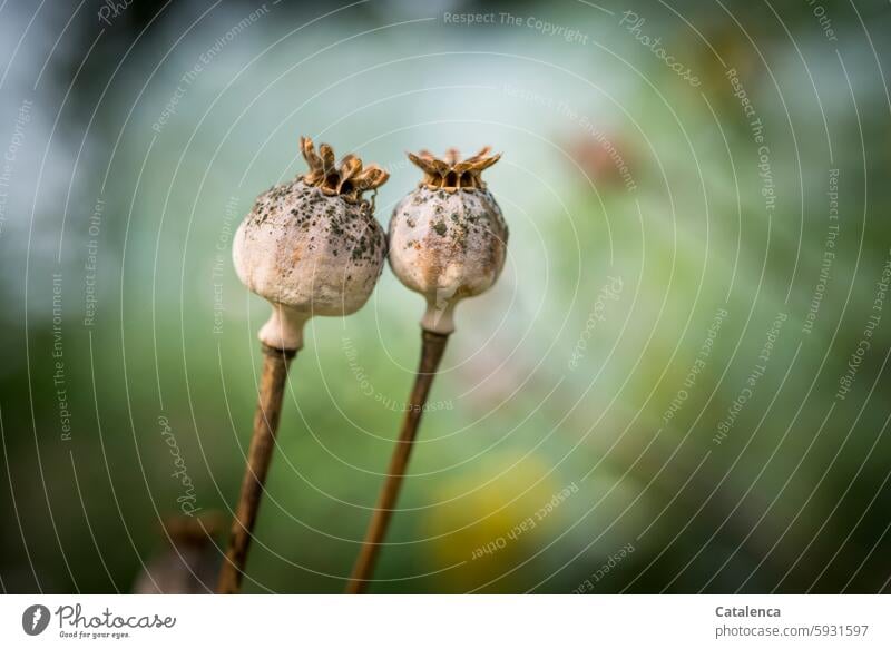 Mohnkapseln Pflanzen Klatschmohn Natur Garten Tageslicht welken verbluhen Jahreszeit Flora Samenkapsel Fruchtstand Wiesenblume Grün Braun Zuneigung