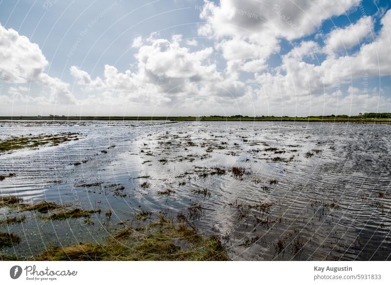 Nach der Sturmflut Nordsee Stroh Heuballen Natur Flora Botanik Insel Sylt Sommer Himmel Wolken Wetter Umwelt Wasser Perspektive Landwirtschaft