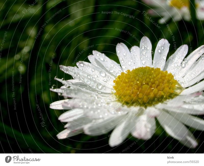 Frühlingstau Blume Gras Seil Wassertropfen Pflanze gelb