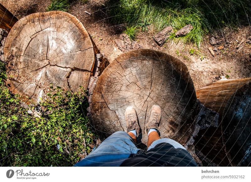 ich steh drauf Wald Baumstamm Bäume USA Amerika yosemite Kalifornien Yosemite NP Natur füße Schuhe drauf stehen abgeholzt gefällt