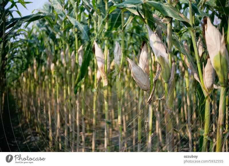 Maisfeld Ackerbau Natur Wachstum Pflanze Bauernhof Lebensmittel keine Menschen im Freien Sommer Mais - Ernte landwirtschaftliche Fläche Getreidepflanze