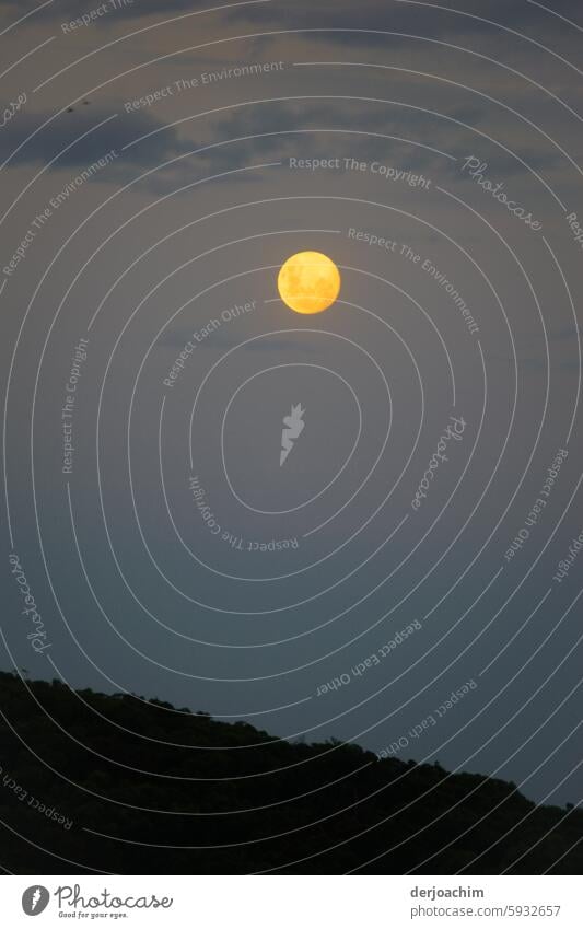 Ein  Highlight erstrahlt am Abend in Burleigh Heads über dem Wald. Mond- Himmelskörper & Weltall Luna Vollmond Stern Mondschein ruhig leuchten Lichterscheinung