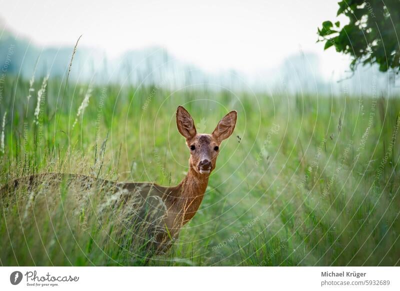 Junges Reh in einem Feld mit hohem Gras, das in die Kamera schaut Tier view Ansitz Neugier Hirschkalb zerklüftet Jäger kopf Wiese Natur Säugetiere hohes Gras