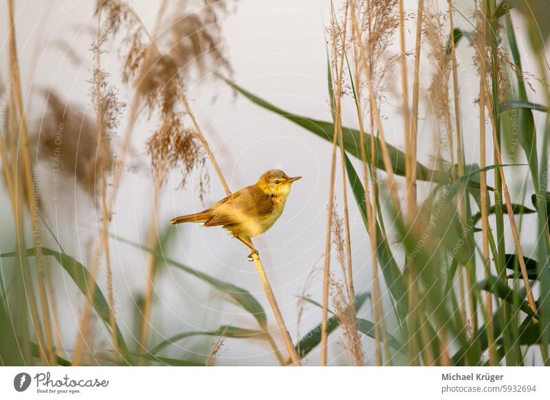 Der Teichrohrsänger (Phylloscopus collybita) vogelartig. Vogel Lebensraum migratorisch Natur Röhricht Rohrsänger Schilf Schilfrohr sehen Singvogel Wasser