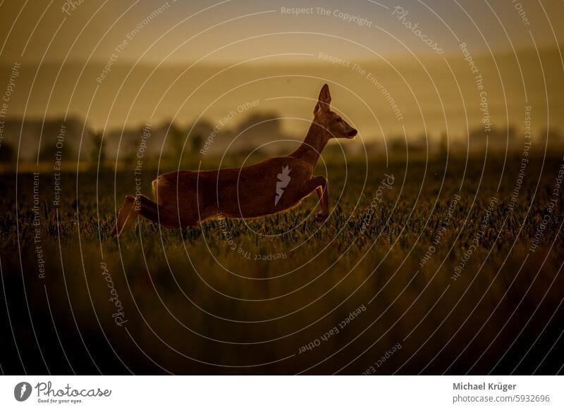 Reh beim Absprung , Reh, Capreolus capreolus, läuft bei Sonnenuntergang über das Feld view Ansitz capreolus capreolus capreolus Abend. zerklüftet Jäger kopf