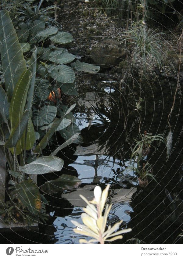 Pflanzenwelt Wald Wasser grün Natur Urwald Blatt