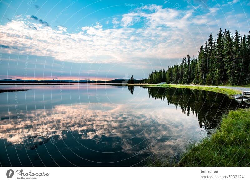 spiegeleigeschichten Yellowstone Nationalpark Baum Spiegelung Wasser See stille Wyoming Yellowstone lake Sonnenaufgang Sonnenlicht Dämmerung Sehnsucht Fernweh