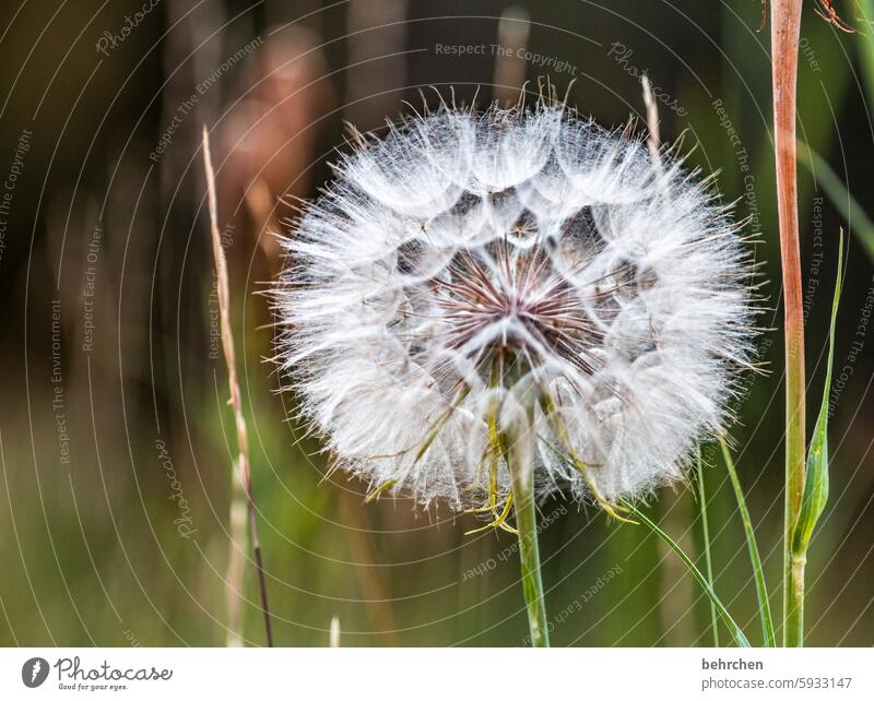 puste mich Blume Blüte blüten Blumen Pflanze Natur Umwelt schön grün Blatt Blätter Pusteblume